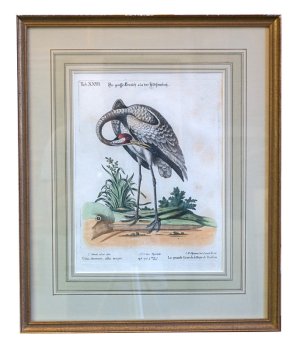 George Edwards (1694-1773) żuraw kanadyjski